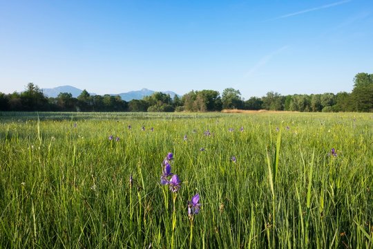 Siberian iris (Iris sibirica) on bog meadow, estuary of the Tiroler Achen nature reserve, Grabenstatt, Chiemgau, Upper Bavaria, Bavaria, Germany, Europe