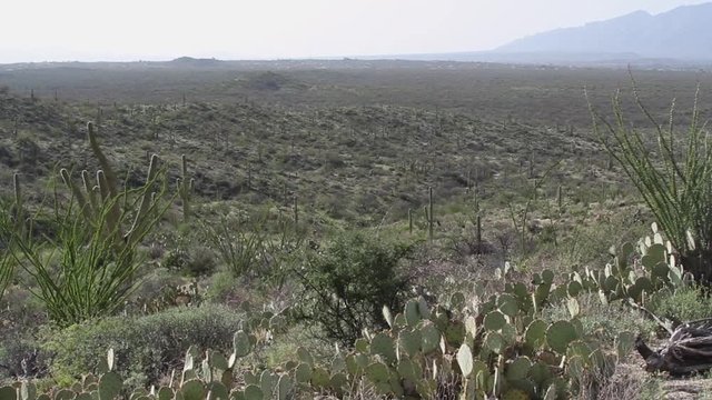 Saguaro cactus in the desrt