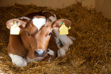 Kalb © greenpapillon
