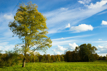 sunny autumn days in park of Copenhagen Area