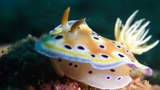 Twin magnificent slug, Chromodoris geminus macro closeup