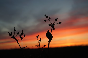 Obraz na płótnie Canvas Blumensilhouette vor Sonnenuntergng