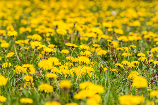 yellow dandelion field, sharpened by the center of the picture, everything is blurred around
