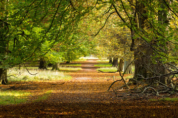 sunny autumn days in park of Copenhagen Area