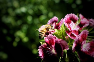 bee on flower