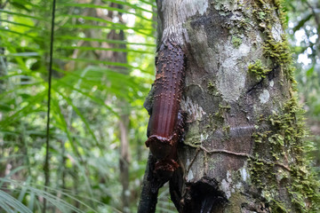Close-up of Huacrapona tree red roots