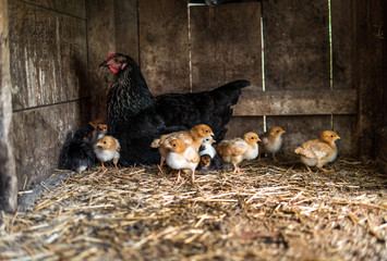 hen with small chicken