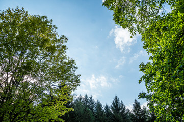 Blick durch die Baumkronen in den Himmel
