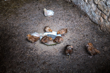 small chicken in a hen house