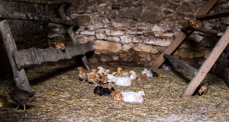 small chicken in a hen house