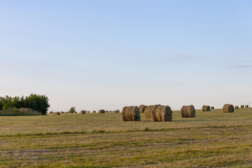 round stacks of pressed hay on the field