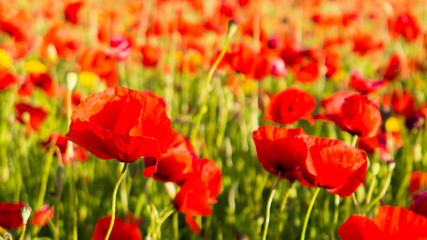 Poppy flowers in the tuscan countryside in Italy