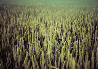 green wheat field