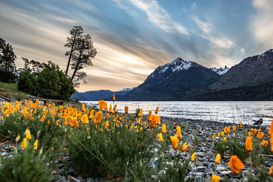 flowers in mountains