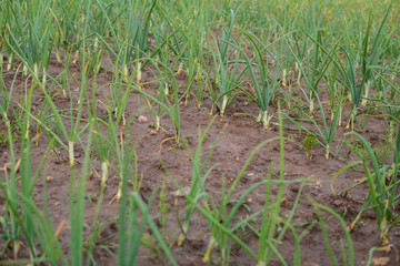 onion growing in the field
