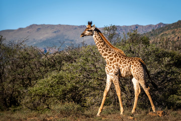 Giraffe
