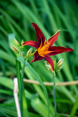 Black Out Asiatic Lily Bulbs - Romantic, deep-red blooms add drama to the summer garden and are butterfly-magnets