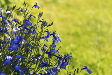 blue Lobelia flowers on the natural background of the lawn