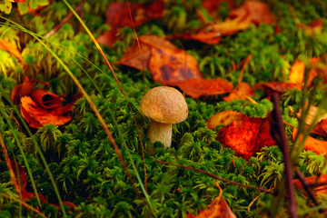 mushroom in the forest, growing among the moss in the thicket of the forest