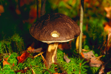 mushroom in the forest, growing among the moss in the thicket of the forest