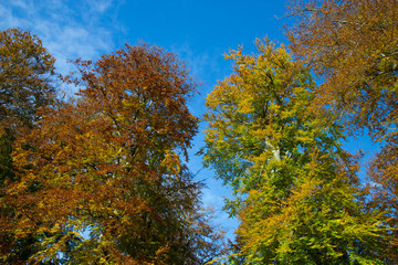 beautiful colourful tree crones on a sunny day