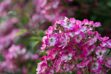 Fototapeta premium Pink roses in a garden