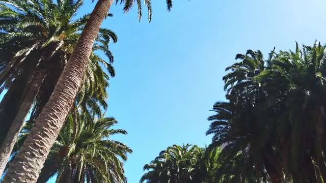 Rotating Shot of Group of Palm Trees Under the Sun