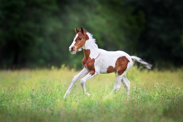 Fototapeta na wymiar Beautiful foal run