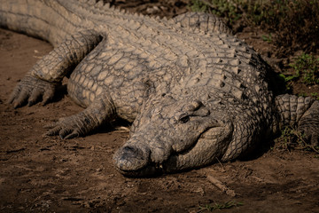 crocodile