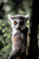 lemur
