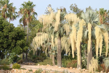 trees in the desert