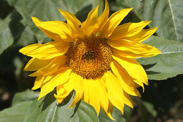 Słonecznik kwiat kwitnący żółty