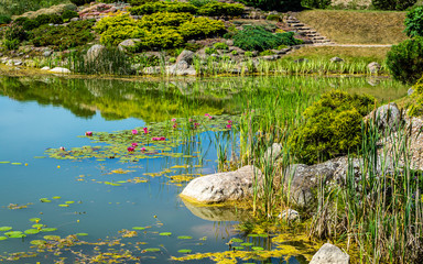 Pink lilies in the city pond with a rocky shore
