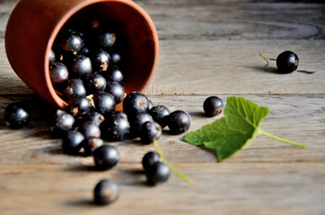 Harvest, ripe black currants, in a wooden bowl on old wooden boards.