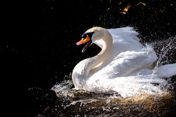 swan © Jeff Rotta