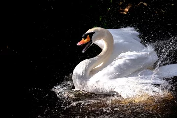 Raamstickers swan © Jeff Rotta