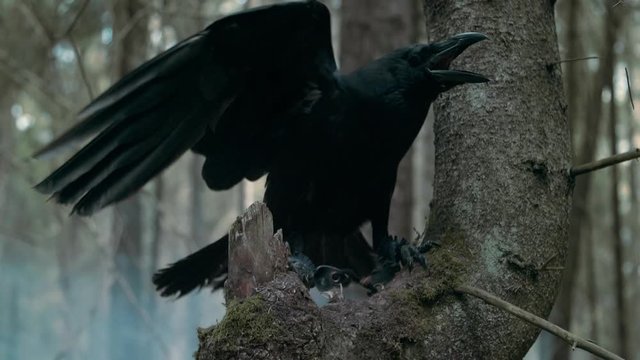 Big raven screaming in wood. Wild bird sitting on branch of pine tree