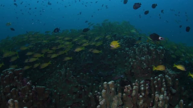 School of Five-lined snapper, Lutjanus quinquelineatus
