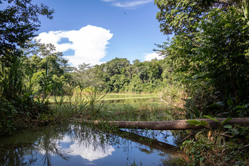 Green lake in the middle of Bolivian rainforest, Madidi national park in the Amazon river basin in Bolivia