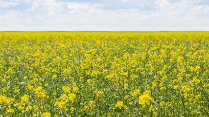 Fototapeta premium Blooming canola field, background wallpaper banner landscape panorama. Oilseed agrarian culture of spring rape. Brassica napus blooms in yellow flowers, rapeseed bloom