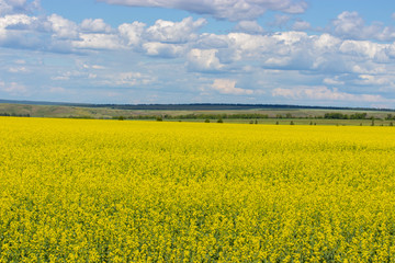 Fototapeta premium Yellow field of blooming canola, Brassica napus or Brassica campestris. Field of spring rapeseed blooming with small yellow flowers.