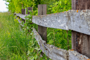Old wooden rural fence, untreated wood with traces of aging fungus and moss. Wattle fence wooden planks.