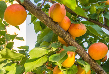 Apricot fruits illuminated by the morning sun