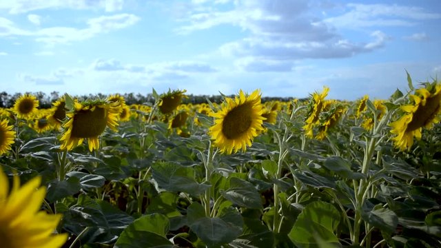 Sunflowers in a field on a bright sunny day in the wind, large paln, beautiful nature and blue sky
