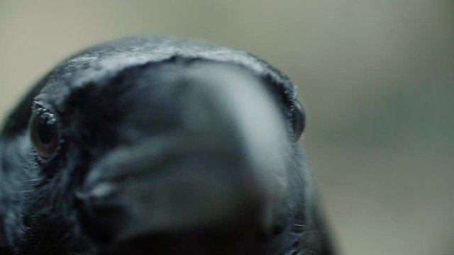Black raven eyes and beak macro. Crow looking straight into camera