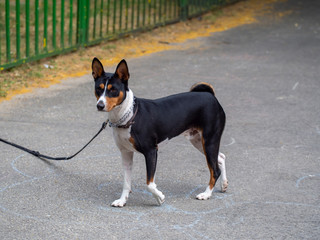 Beautiful Basenji race dog watching other dogs