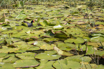 Pato e planta no lago 
