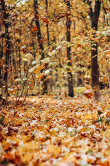 Autumn forest with golden, orange trees and fallen leaves. Blurred background, soft focus