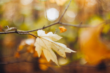 Yellow leaf on a branch closeup in the golden autumn forest. Blurred Background, Soft focus
