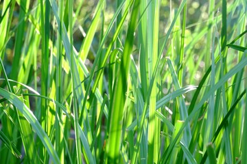 In selective focus of water grass plant leaves growing in a swamp with warm sun light and dark background 